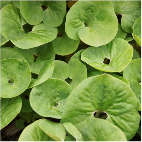 Vista 2 de everwilde explotaciones – Wild Ginger Native Wildflower semillas – El oro Vault