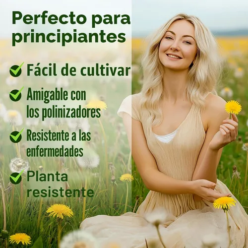 Vista 4 de HOME GROWN Semillas de diente de león, 600 semillas, 0.01 oz, Taraxacum