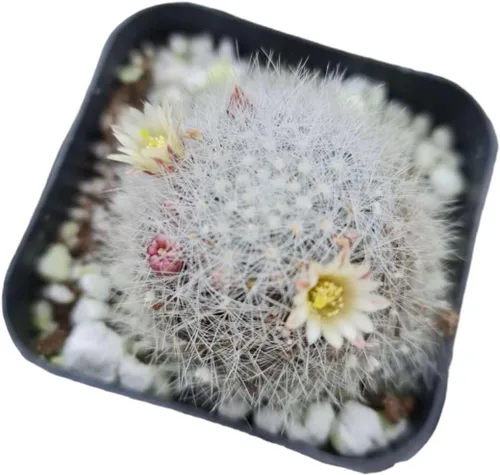 Vista 4 de Plantas de cactus vivos para decoración de oficina en casa (cactus anciana de 2 pulgadas)