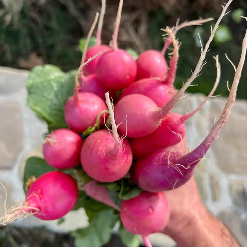 Vista 2 de Plant Good Seed Semillas de rábano Organic Pink Beauty – Paquete de 125, semillas tradicionales para plantar verduras – Suministros de jardinería