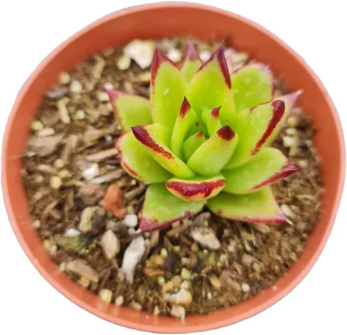 Vista 14 de Plantas de cactus suculentas vivas de USKC (maceta de 4 pulgadas) (Aptenia Cordifolia Variegata)