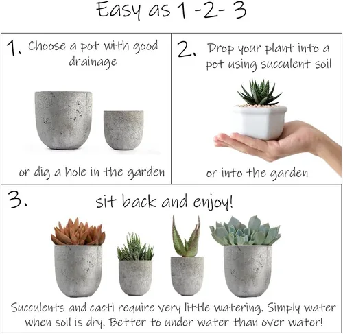Vista 7 de Altman Plants, Mimicry - Plantas suculentas vivas (paquete de 4), Lithops plantas vivas para exteriores o interiores vivas, piedras vivas, plantas