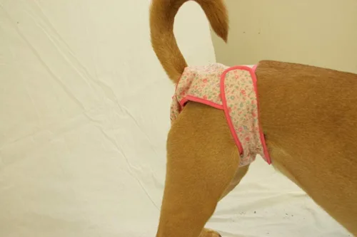 Vista 2 de Pañal lavable para perros - Se adapta a perros XS - Flores rosas Rosado floreado