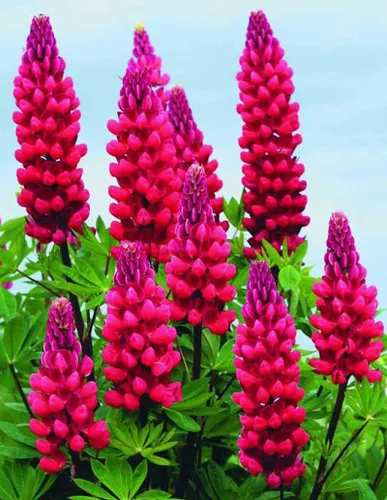Vista 3 de Semillas Lupin Red Giant Tall Perenne Jardín Cortado Flores para Plantar No OGM