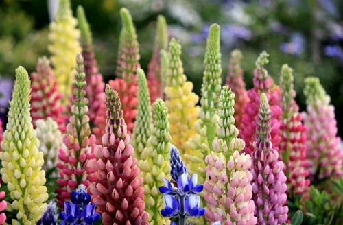 Vista 3 de Semillas Lupin Enano Mezcla de Flores Perennes para Plantar