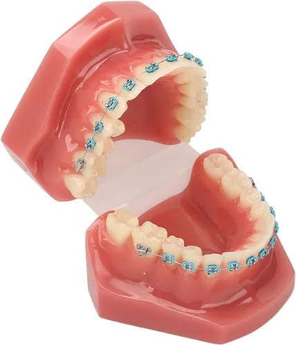 Vista 8 de Modelo de cuidado de dientes, 28 piezas de resina de dientes enseñanza con soportes de metal, modelo de dientes para estudiantes, modelo de dientes