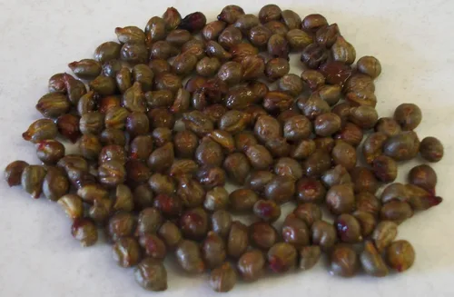 Vista 2 de Vitis cinerea - 10 semillas (cultivadas orgánicamente)