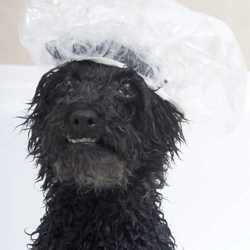 Vista 4 de 100 piezas de gorro de ducha para perro, cubiertas desechables para las orejas de perro, tapas de ducha desechables de plástico para perros