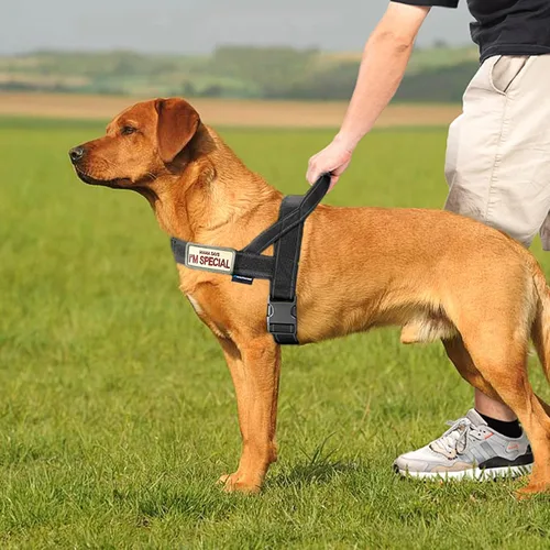 Vista 5 de Annchwool Arnés sin tirones para perro, con mango acolchado suave, tira reflectante a prueba de fugas y ajuste rápido para ajustar el arnés del Negro