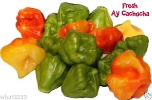 Vista 2 de AJI DULCE #1 (50 Semillas) ajicitoo,aji gustoso,ají cachucha y dulce habanero Pimienta