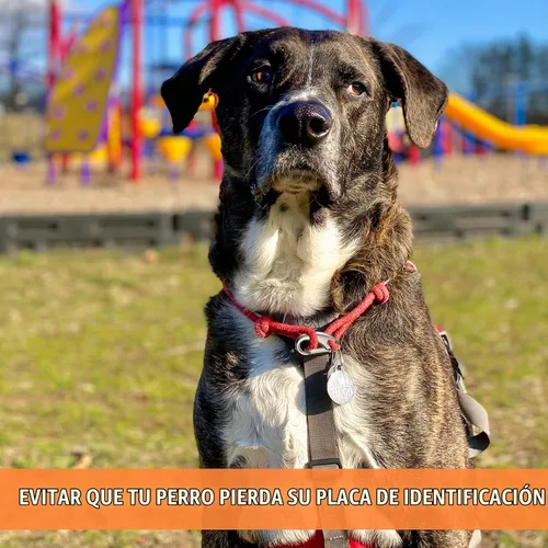 Vista 4 de 18 piezas de clip para placa de identificación de mascotas, clip rápido