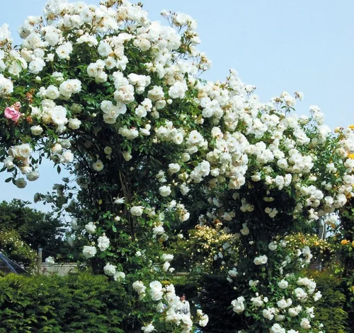 Vista 6 de 100 semillas de rosas blancas trepadoras perennes