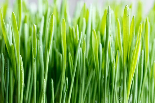 Vista 9 de 100 semillas de cerveza de cebada Hordeum Vulgare Grain Grass Cover Crop Beer Seeds * Comb S/H
