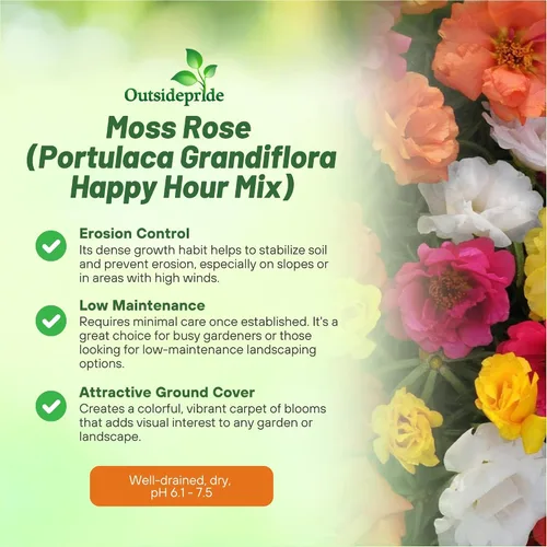 Vista 3 de Outsidepride Happy Hour - Semillas mixtas de rosa musgo, 250 piezas anuales, tolerantes a la sequía y al calor, semillas de cobertura del suelo