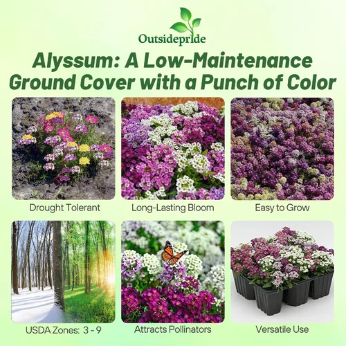 Vista 2 de Outsidepride 2000 Seeds Anual Alyssum Easter Bonnet Ground Cover & Flower Seed Mix