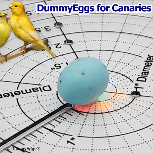 Vista 4 de para Canary. Reemplaza los huevos colocados con plástico, engaña a tu pájaro cada vez! 3/4 pulgadas x 5/8 pulgadas (0.728 x 0.591 in) 7