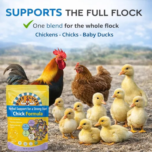 Vista 6 de Buff Clucks Suplemento de hierbas de fórmula de pollo para pollitos bebé, mezcla botánica totalmente natural para el bienestar diario, calidad