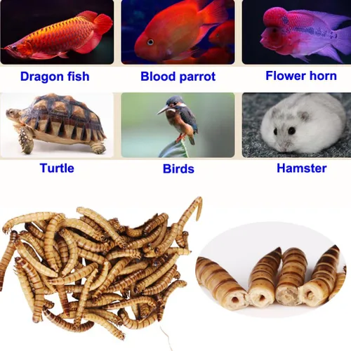 Vista 2 de Gusanos de harina de tortuga con alto contenido de proteínas, 9.88 oz de gusanos de harina secos frescos a granel, golosinas para reptiles