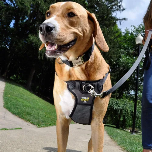 Vista 2 de Coastal Pet Walk Right - Arnés acolchado para perro con conexión frontal y sin tirones, ajustable y cómodo, ajuste para razas pequeñas y grandes