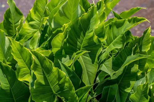 Vista 5 de 500 White Broadleaf Arrowhead Sagittaria Latifolia Pond Wetland Flower Seeds