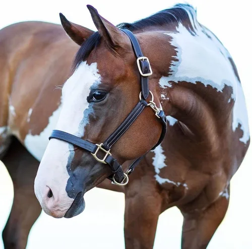 Vista 3 de Billy Royal Belmont Cabestro de cuero para caballos Diseño de triple puntada Broche ajustable para nariz y garganta Cuero de grado A Ajuste