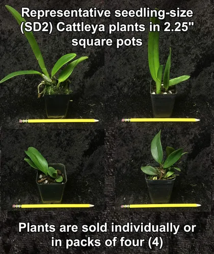 Vista 2 de Misterio"/Orquídeas Cattleya sin nombre: gran variedad, fácil de cultivar, grandes flores, muchas fragantes