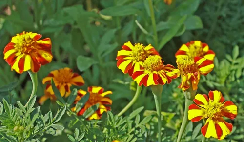 Vista 2 de Semillas Caléndulas Mr Majestic - Flores anuales para plantar - Sin OMG