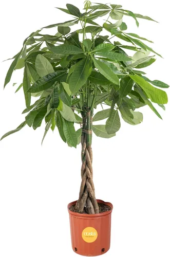 Vista 13 de Costa Farms Árbol del Dinero Planta Viva en Maceta Decorativa, Purificadora de Aire para Interiores, Perfecta para Decoración de Hogar, Habitación u