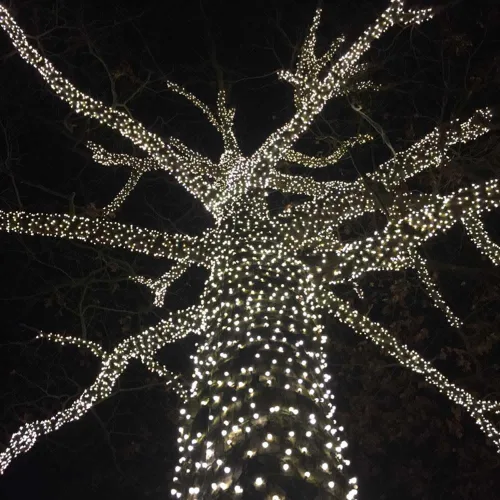 Vista 3 de Novelty Lights Luces de Navidad LED de 34 pies con 100 LED blanco puro, espaciado de 4 pulgadas en cable marrón, certificadas UL IP55 grado
