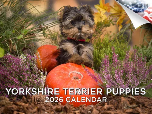 Vista 68 de Calendario de Lebrel Afgano 2025 2026, calendario mensual de pared de raza canina, 12" x 18" abierto, papel grueso sin traspaso, ideal para regalo