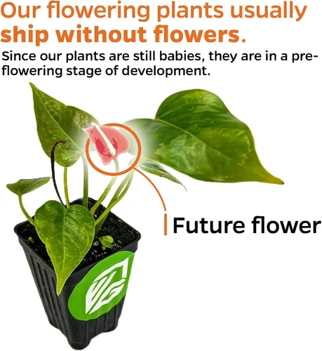 Vista 3 de Planta viva de arándano Florida - Hibiscus sabdariffa - Wellspring Gardens Starter Plant