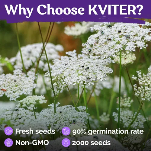 Vista 5 de KVITER 2000 semillas de encaje de la reina blanca Anne (Ammi Majus), paquete de 2 – Flor de obispo, reliquia, flor silvestre orgánica y sin OMG