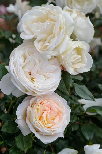 Vista 14 de Rosas de té híbridas de reliquia, planta de raíz propia, Eleganza® Winter Sun Sol de invierno Eleganza