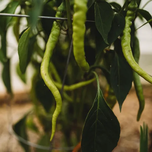 Vista 2 de Tatli Kil Sivri (Sweet Sivri) Pimienta turca - 25 semillas - Variedad de reliquia y polinizada abierta, cultivadas en Estados Unidos, semillas