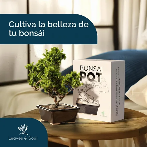 Vista 5 de Maceta para bonsái de cerámica esmaltada, maceta de cerámica para suculentas y plantas pequeñas, maceta rectangular negra perfecta para jardines