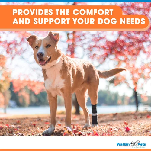 Vista 2 de Walkin' Hock Hugger - Soporte para perro para patas traseras Soporte extendido para articulaciones de cornejo para la pierna trasera de los perros
