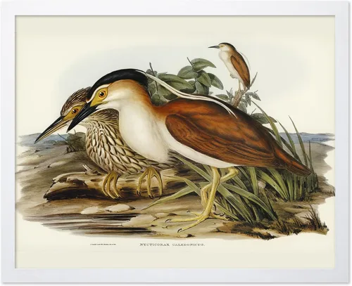 Vista 98 de Poster Master Póster vintage de James Audubon – Impresión retro de amargo americano – Arte de aves de América – Regalo para hombres, mujeres