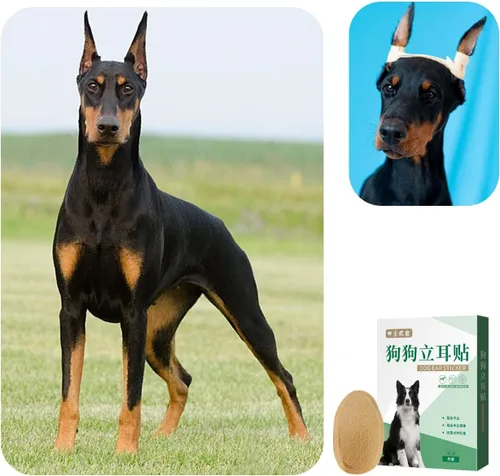Vista 5 de Kit de 2 piezas de publicación de orejas de perro para Doberman Pinschers - Cinta para orejas de perro, herramienta de soporte para orejas con cinta