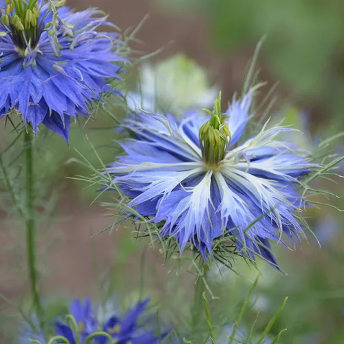Vista 6 de Love-in-a-Mist - 250 semillas - Variedad de reliquia y polinizada abierta, semillas de flores aptas para polinizadores sin OMG para plantar al aire