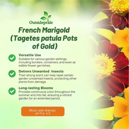 Vista 3 de Outsidepride Tagetes patula Ollas de Caléndula Francesa de Oro Semillas de Flores de Jardín - 100 Semillas