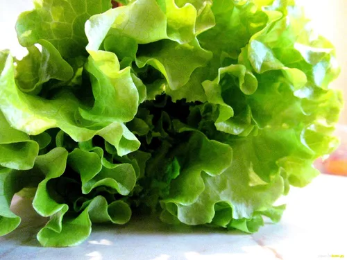 Vista 3 de Lechuga de hoja rizada más de 1000 semillas para plantar sin OMG