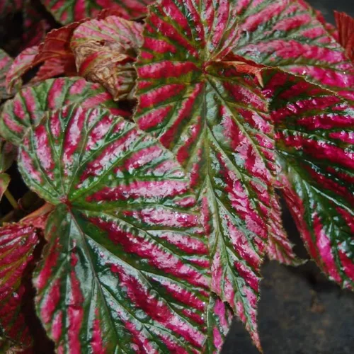Vista 5 de YOKEBOM Planta de begonia viva, planta de begonia bien enraizada de 4 a 7 pulgadas, follaje colorido vibrante, planta de interior de fácil cuidado