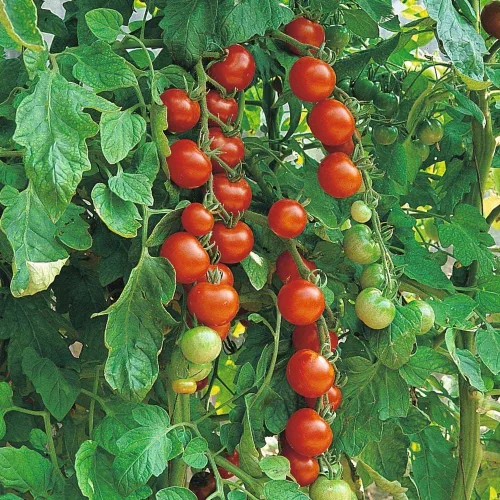 Vista 3 de Semillas Cherry Tomate Sugar Lump Gardener's Delight Vegetal reliquia para plantar sin OMG