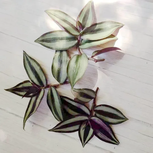 Vista 5 de Esquejes de plantas sin raíz de USKC (3 piezas Tradescantia Flumenisis 'Lavender' sin raíces)