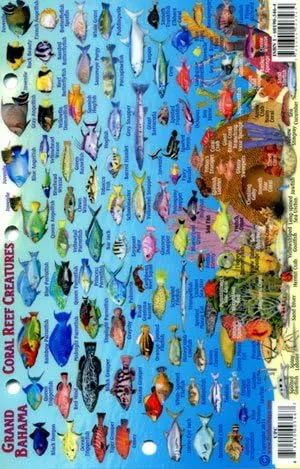 Vista 2 de Guía de identificación de criaturas de arrecife y mini-mapa de las Bahamas de Grand Bahama Island - ID de pescado