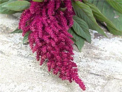 Vista 2 de Semillas orgánicas de amaranto rojo granate a granel (1 lb)