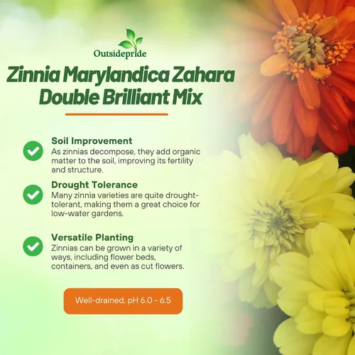 Vista 3 de Outsidepride - Zinnia, 50 semillas anuales, Marylandica Zahara Double Brilliant Flower Seed Mix, mezcla de semillas de flores para plantar