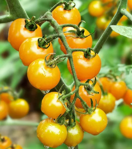 Vista 6 de Más de 100 semillas de tomate cereza amarilla enana de patio, variedad súper dulce, semillas de jardín