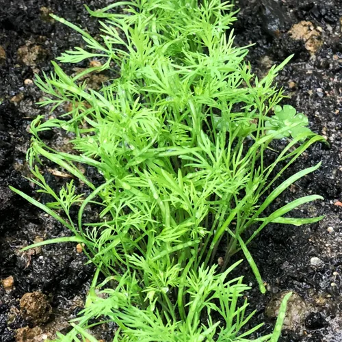 Vista 5 de Seed Needs Semillas de eneldo para plantar ramo de hierbas, semillas de hierbas sin OMG y sin tratar para plantar un jardín cultivado en casa