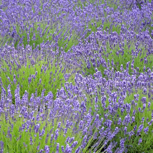 Vista 7 de Outsidepride Spanish Eyes - Semillas de lavanda para plantar al aire libre, 100 piezas de semillas de hierbas perennes, de crecimiento rápido